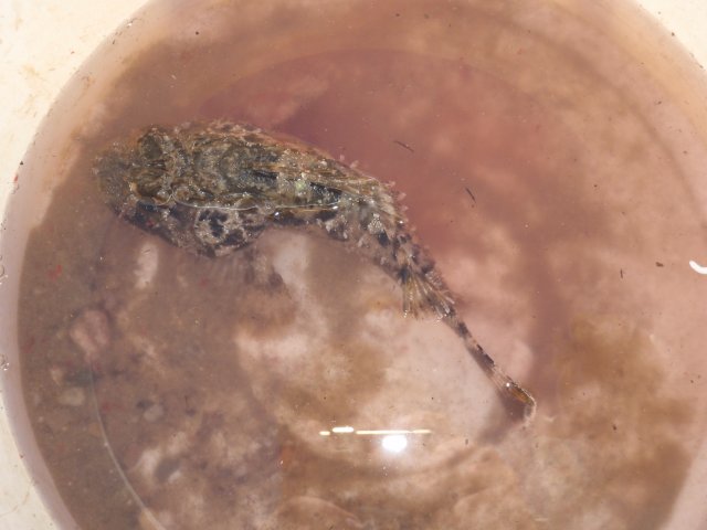 surfcasting du 28 11 2015